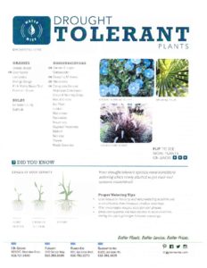 thumbnail of drought-tolerant-plants