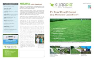 thumbnail of kurapia-groundcover