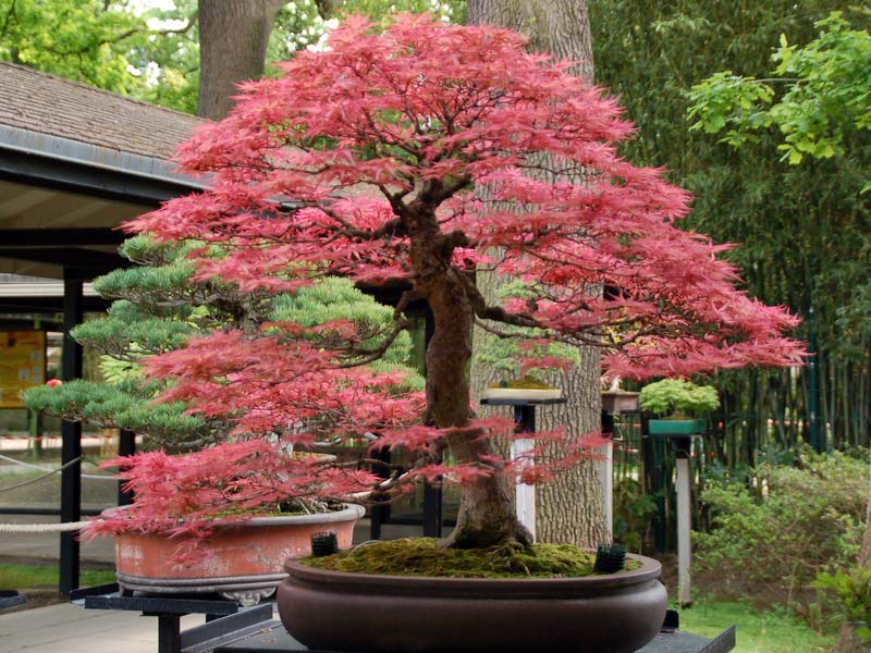 Plants you will love, but the deer will not