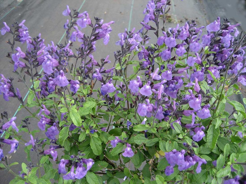Salvia ‘Mesa Azure’ Pro 1 Landscaping