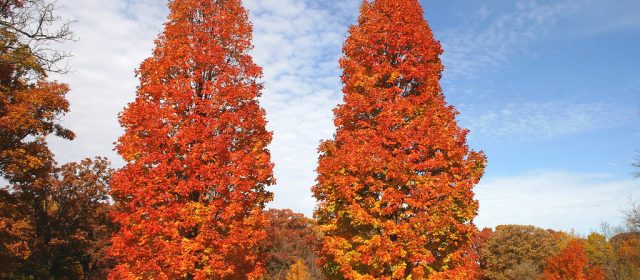 Beautiful trees with good fall color