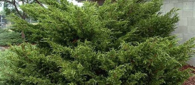 How to find beauty in Junipers, it’s time to regain control