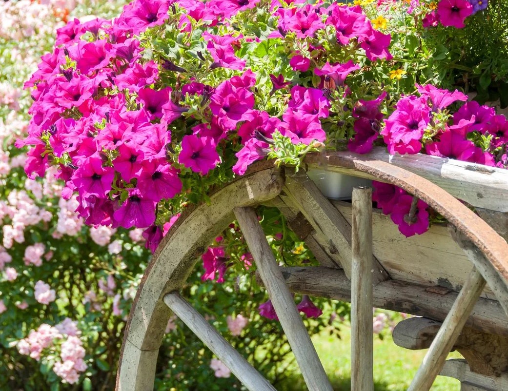 Annuals
