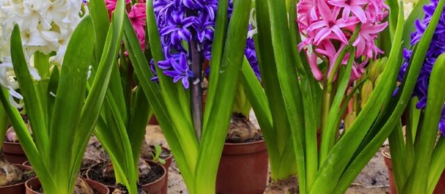 Bulbs for Spring