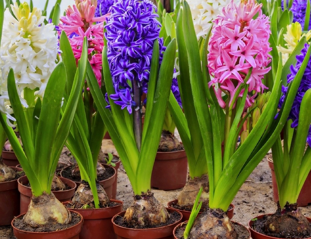 Bulbs for Spring