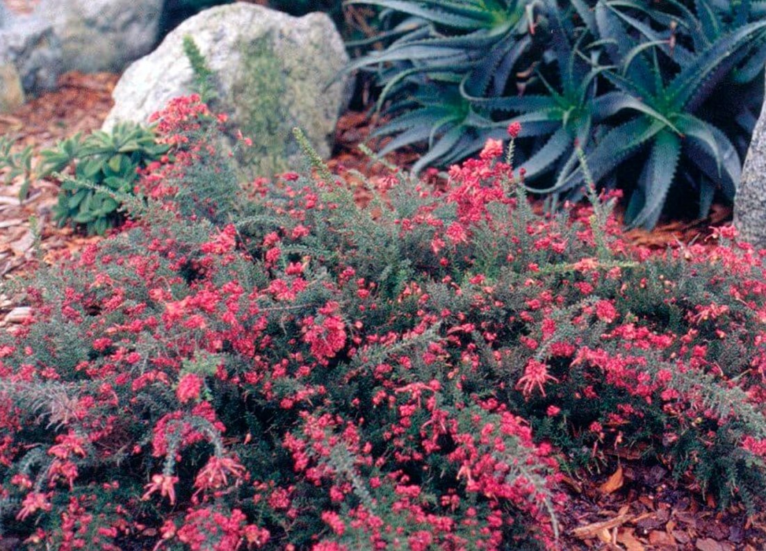 grevillea-coastal-gem  Pro 1 Landscaping